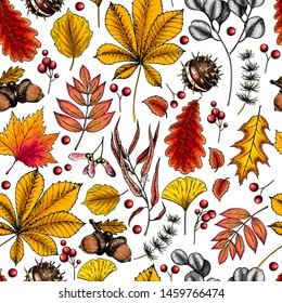 Hand drawn autumn leaf. Vector colored seamless pattern of tree leaves. Fall forest folliage. Maple, oak, chestnut, birch, acorn, ginkgo biloba, eucalyptus, willow, guelder rose, pine. Autumn in woods