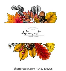 Hand drawn autumn leaf. Vector colorful tree leaves. Fall forest folliage. Maple, oak, chestnut, birch, acorn, ginkgo biloba, eucalyptus, willow, guelder rose pine Poster design holiday decoration
