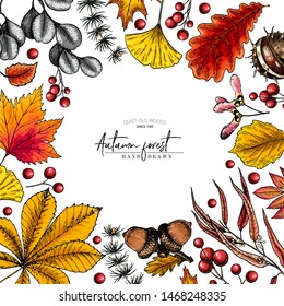 Hand drawn autumn leaf. Vector colorful tree leaves. Fall forest folliage. Maple, oak, chestnut, birch, acorn, ginkgo biloba, eucalyptus, willow, guelder rose pine Poster design holiday decoration