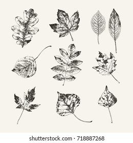 Hand Drawn Autumn Leaves