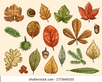Hand drawn autumn leaves. Color falling forest foliage, october oak, acorn and chestnut, maple leaf vintage etching vector rustic set. Detailed seasonal botanic elements for decoration