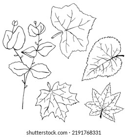 Hand drawn autumn leaves. Liner