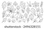 Hand drawn autumn leaves outline from different trees, oak, maple, chestnut. Leaf line art collection for coloring books, patterns, stickers. Foliage contour vector isolated on white background. 