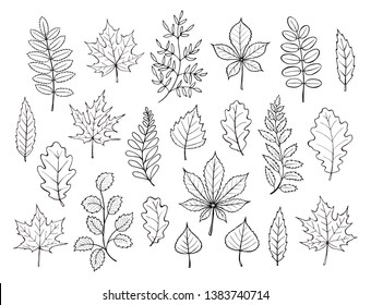 Hand Drawn Autumn Leaves Outline Collection. Maple And Oak Leaf In Line Art Style Isolated On White Background.