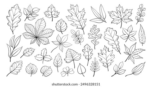 Hand drawn autumn leaves outline from different trees, oak, maple, chestnut. Leaf line art collection for coloring books, patterns, stickers. Foliage contour vector isolated on white background. 