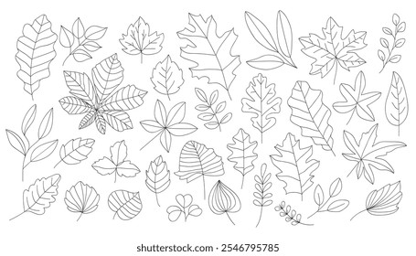 Hand drawn autumn leaves outline from different trees, oak, maple, chestnut. Leaf line art collection for coloring books, patterns, stickers. Foliage contour vector isolated on white background.