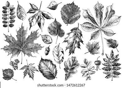 Hand drawn autumn leaves set. Monochrome collection. 22 unique objects. Vector illustration in retro style