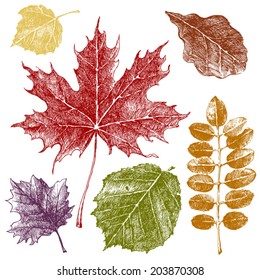 Hand drawn autumn leaves set