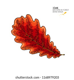 Hand drawn autumn leaves. Vector isolated colorful icon of oak tree. Fall forest folliage. Park seasonal colored plants. Wedding decorations, greeting card design inviatation