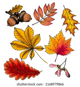 Hand drawn autumn leaves. Vector isolated colorful icons. Oak, maple, acorn, rowen, chestnut. Fall forest folliage. Park seasonal colored plants. Wedding decorations, greeting card design inviatation
