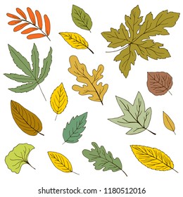 hand drawn autumn leaves, vector illustration