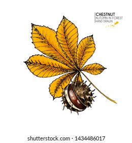 Hand drawn autumn leaves. Vector isolated colorful icon of chestnut tree leaf and nut. Fall forest folliage. Park seasonal colored plants. Wedding decorations, greeting card design inviatation
