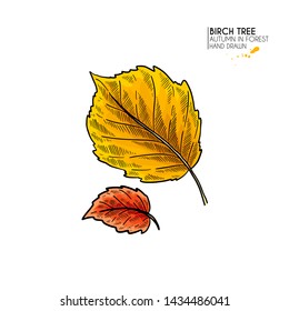 Hand drawn autumn leaves. Vector isolated colorful icon of birch tree leaf. Fall forest folliage. Park seasonal colored plants. Wedding decorations, greeting card design inviatation