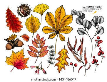 Hand drawn autumn leaves. Vector isolated colorful icons of tree leaf. Fall forest folliage. Maple, oak, chestnut, birch, acorn, ginkgo biloba, eucalyptus, willow, guelder rose, pine. Autumn in woods