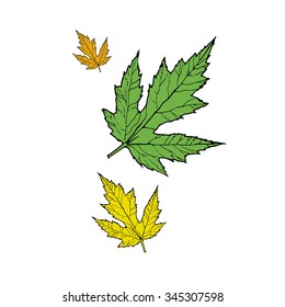 hand drawn autumn leaves. vector illustration
