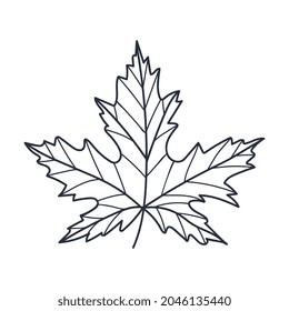 Hand Drawn Autumn Maple Leaf Contour or Outline Vector Illustration