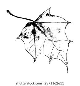 Hand drawn autumn maple leaf illustration. Perfect print for tee, poster, greeting card, stickers. 



