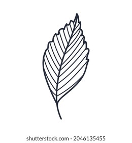 Hand Drawn Autumn Speckled Alder Leaf Contour or Outline Vector Illustration