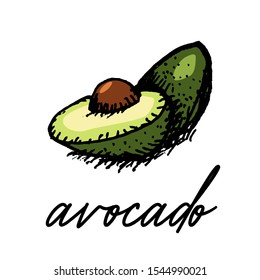 Hand drawn avocado colored sketch illustration vector