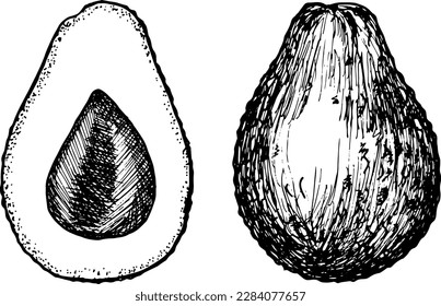 Hand drawn  avocado. Half of avocado  and whole 