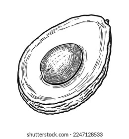 Hand drawn avocado illustration. Cut half piece with core and flesh. Ripe fruit sketch in engraved style. Raw fresh vegetable with seed. Healthy vegetarian food drawing isolated on white background 