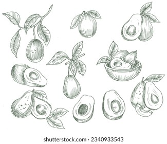 Hand Drawn Avocado Illustration Set