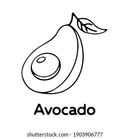 
Hand drawn avocado isolated on white background, vector illustration in sketch style
