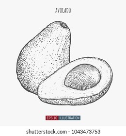 Hand drawn avocado isolated. Template for your design works. Engraved style vector illustration.