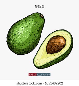 Hand drawn avocado isolated. Template for your design works. Engraved style vector illustration.