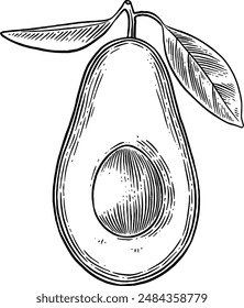 Hand drawn Avocado Sketch Illustration