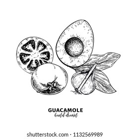 Hand drawn avocado, tomato and garlic. Guacamole dip ingredients. Vector engraved cooking icons. Mexican traditional food. Use for restaurant menu design, packaging, kitchen book illustration, flyer.