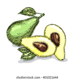 Hand drawn avocado. Vector illustration. Sketch style
