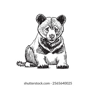 Hand drawn baby bear cub, sketch graphics monochrome illustration on white background (originals, no tracing)