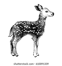 Hand drawn baby deer in vintage style isolated on white background
