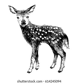 Hand drawn baby deer in vintage style isolated on white background