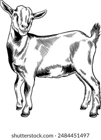 Hand drawn Baby Goat Standing Side View Sketch Illustration