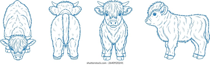 Hand drawn baby Highland cow vector illustration showing side, front, back, and top views of a fluffy calf with shaggy hair, perfect for farm, rustic, cute, vintage, and livestock-themed design projec