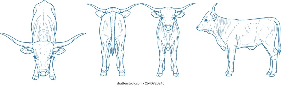 Hand drawn baby Texas Longhorn cow vector illustration showing side, front, back, and top views of a young calf with small curved horns, ideal for western, farm, rustic, and vintage-themed design proj