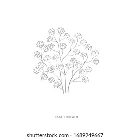 Hand Drawn Babys Breath Flower.Plant Design Elements. Botanical Logo.
