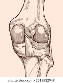 Hand drawn back view knee joint bones and ligaments. Medical illustration