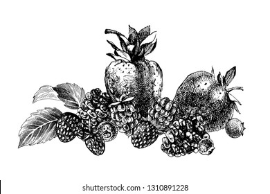 Hand drawn background with black and white berries- strawberry, blueberry, blackberry and mint leaves