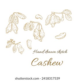 Hand drawn background of Cashew Nuts - cover template. Vector illustration in golden brown color