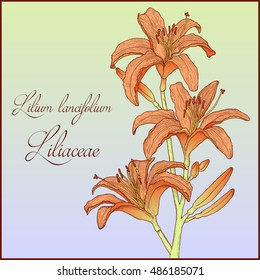 Hand drawn background with colorful tiger lily branch for greeting cards, invitation etc. Vector illustration