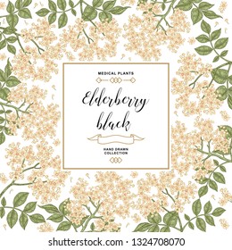Hand drawn background with elderberry black. Elderberry or sambucus flowers and leaves. Vector illustration.