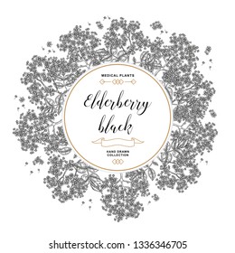 Hand drawn background with elderberry black. Elderberry or sambucus flowers and leaves. Vector illustration engraved.