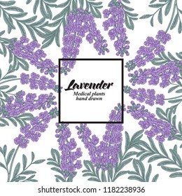 Hand drawn background with lavender flowers. Medical plants. Vector illustration.