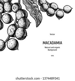 Hand drawn background with macadamia nut. Retro sketches. Vintage design. Layout for package. Black and white mockup. Vector illustration.