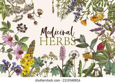 Hand drawn background of medicinal herbs