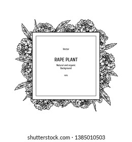 Hand drawn background with rape plant. Retro sketches. Vintage design. Layout for package. Black-white mockup or frame. Vector illustration.