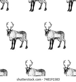 Hand drawn background with reindeer. Vector seamless pattern. Vintage style. Doodle line graphic design. Black and white drawing mammal. Vector sketch.